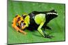 Painted Mantella in Andasibe-Mantadia National Park-Kevin Schafer-Mounted Photographic Print