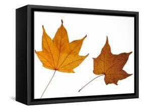 Painted Maple Leaves in Autumn Colours, Native to Korea, Japan, Manchuria, Usa and Canada-Philippe Clement-Framed Stretched Canvas