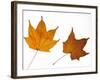 Painted Maple Leaves in Autumn Colours, Native to Korea, Japan, Manchuria, Usa and Canada-Philippe Clement-Framed Photographic Print