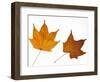 Painted Maple Leaves in Autumn Colours, Native to Korea, Japan, Manchuria, Usa and Canada-Philippe Clement-Framed Photographic Print