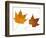 Painted Maple Leaves in Autumn Colours, Native to Korea, Japan, Manchuria, Usa and Canada-Philippe Clement-Framed Photographic Print