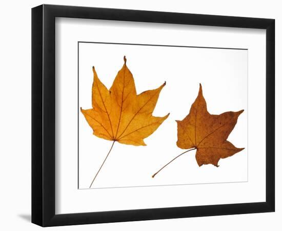 Painted Maple Leaves in Autumn Colours, Native to Korea, Japan, Manchuria, Usa and Canada-Philippe Clement-Framed Photographic Print