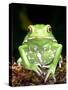 Painted Monkey Frog, Native to Paraguay-David Northcott-Stretched Canvas