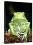 Painted Monkey Frog, Native to Paraguay-David Northcott-Stretched Canvas