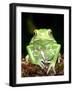 Painted Monkey Frog, Native to Paraguay-David Northcott-Framed Photographic Print