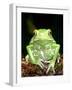 Painted Monkey Frog, Native to Paraguay-David Northcott-Framed Photographic Print