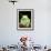 Painted Monkey Frog, Native to Paraguay-David Northcott-Framed Photographic Print displayed on a wall