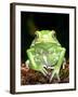 Painted Monkey Frog, Native to Paraguay-David Northcott-Framed Photographic Print