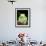 Painted Monkey Frog, Native to Paraguay-David Northcott-Framed Photographic Print displayed on a wall