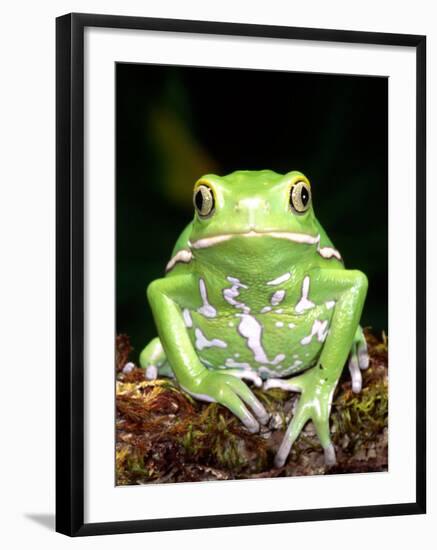 Painted Monkey Frog, Native to Paraguay-David Northcott-Framed Photographic Print