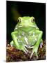 Painted Monkey Frog, Native to Paraguay-David Northcott-Mounted Photographic Print