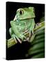 Painted Monkey Frog Phyllomedunited States of America Savaugii Native to Paraguay-David Northcott-Stretched Canvas