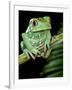 Painted Monkey Frog Phyllomedunited States of America Savaugii Native to Paraguay-David Northcott-Framed Photographic Print