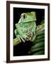 Painted Monkey Frog Phyllomedunited States of America Savaugii Native to Paraguay-David Northcott-Framed Photographic Print