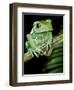 Painted Monkey Frog Phyllomedunited States of America Savaugii Native to Paraguay-David Northcott-Framed Photographic Print