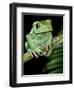 Painted Monkey Frog Phyllomedunited States of America Savaugii Native to Paraguay-David Northcott-Framed Photographic Print
