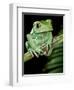 Painted Monkey Frog Phyllomedunited States of America Savaugii Native to Paraguay-David Northcott-Framed Photographic Print