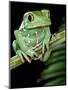 Painted Monkey Frog Phyllomedunited States of America Savaugii Native to Paraguay-David Northcott-Mounted Photographic Print