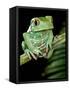 Painted Monkey Frog Phyllomedunited States of America Savaugii Native to Paraguay-David Northcott-Framed Stretched Canvas