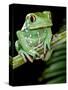 Painted Monkey Frog Phyllomedunited States of America Savaugii Native to Paraguay-David Northcott-Stretched Canvas