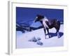 Painted Night-Julie Chapman-Framed Art Print