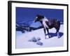 Painted Night-Julie Chapman-Framed Art Print