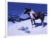 Painted Night-Julie Chapman-Framed Art Print