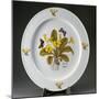 Painted Plate Decorated with Primula Vulgaris-null-Mounted Giclee Print