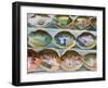 Painted Shells, Kyoto, Japan-Rob Tilley-Framed Photographic Print