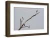 Painted Stork (Mycteria leucocephala), Bandhavgarh National Park, Madhya Pradesh, India, Asia-Sergio Pitamitz-Framed Photographic Print