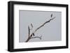 Painted Stork (Mycteria leucocephala), Bandhavgarh National Park, Madhya Pradesh, India, Asia-Sergio Pitamitz-Framed Photographic Print