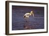 Painted Stork Standing-null-Framed Photographic Print