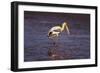 Painted Stork Standing-null-Framed Photographic Print