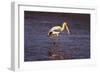 Painted Stork Standing-null-Framed Photographic Print