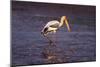 Painted Stork Standing-null-Mounted Photographic Print