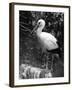 Painted Stork-null-Framed Photographic Print