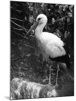 Painted Stork-null-Mounted Photographic Print