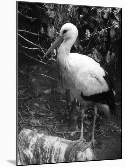 Painted Stork-null-Mounted Photographic Print