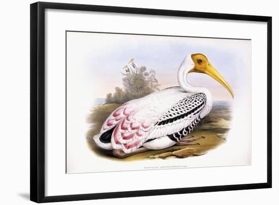 Painted Stork-John Gould-Framed Giclee Print