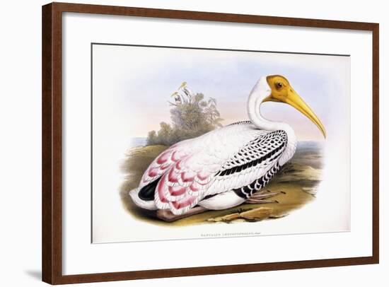 Painted Stork-John Gould-Framed Giclee Print