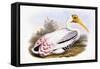 Painted Stork-John Gould-Framed Stretched Canvas