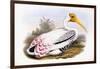 Painted Stork-John Gould-Framed Giclee Print