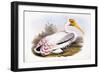 Painted Stork-John Gould-Framed Giclee Print