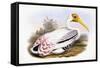 Painted Stork-John Gould-Framed Stretched Canvas