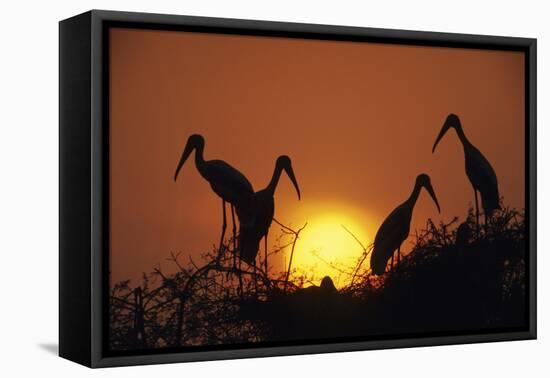 Painted Storks at Nest at Sunset-null-Framed Stretched Canvas
