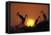 Painted Storks at Nest at Sunset-null-Framed Stretched Canvas