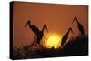 Painted Storks at Nest at Sunset-null-Stretched Canvas