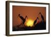 Painted Storks at Nest at Sunset-null-Framed Photographic Print