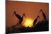 Painted Storks at Nest at Sunset-null-Mounted Photographic Print