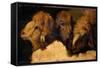 Painted Study of Sheep Heads-Francesco Londonio-Framed Stretched Canvas